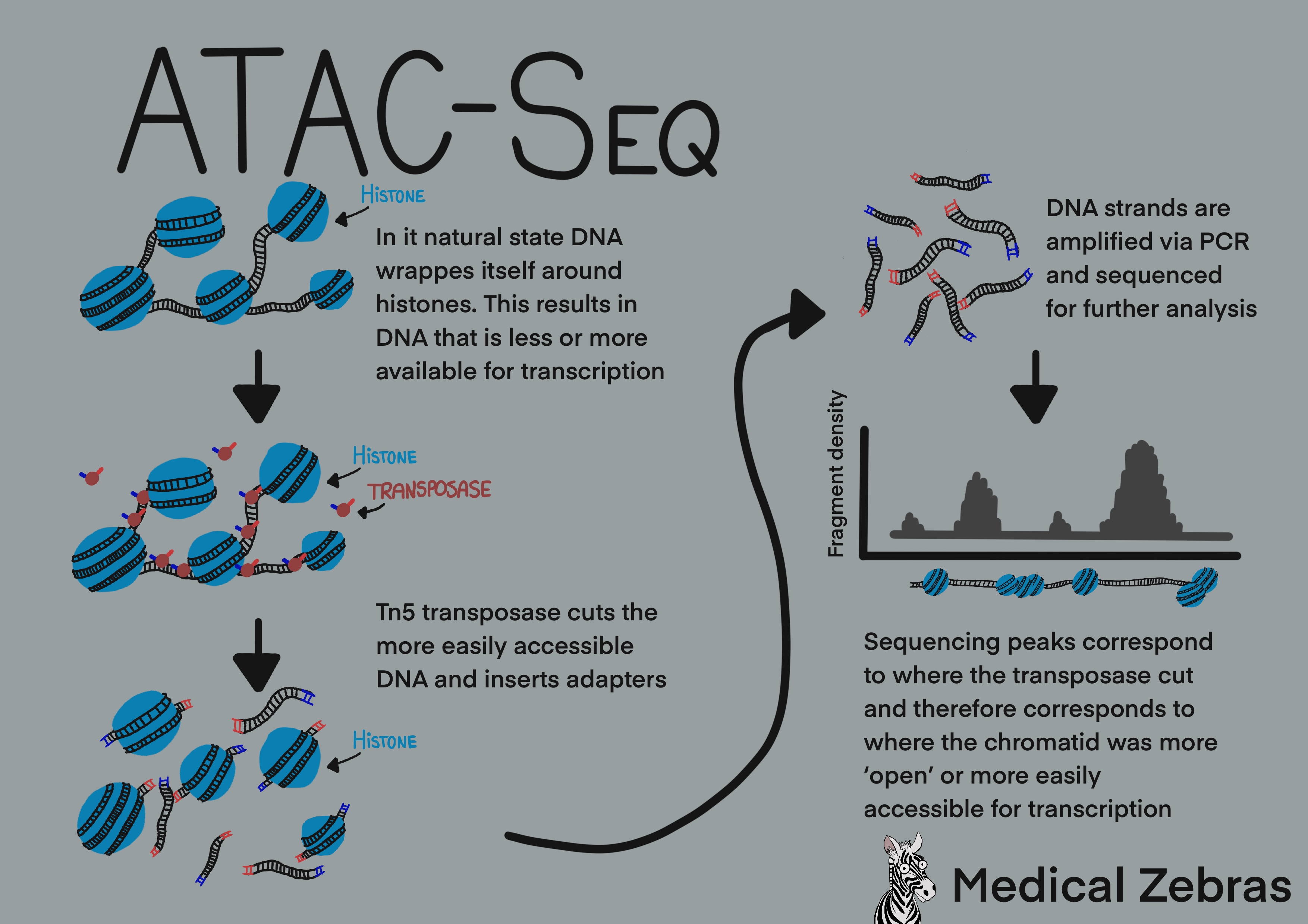 ATAC-seq explained