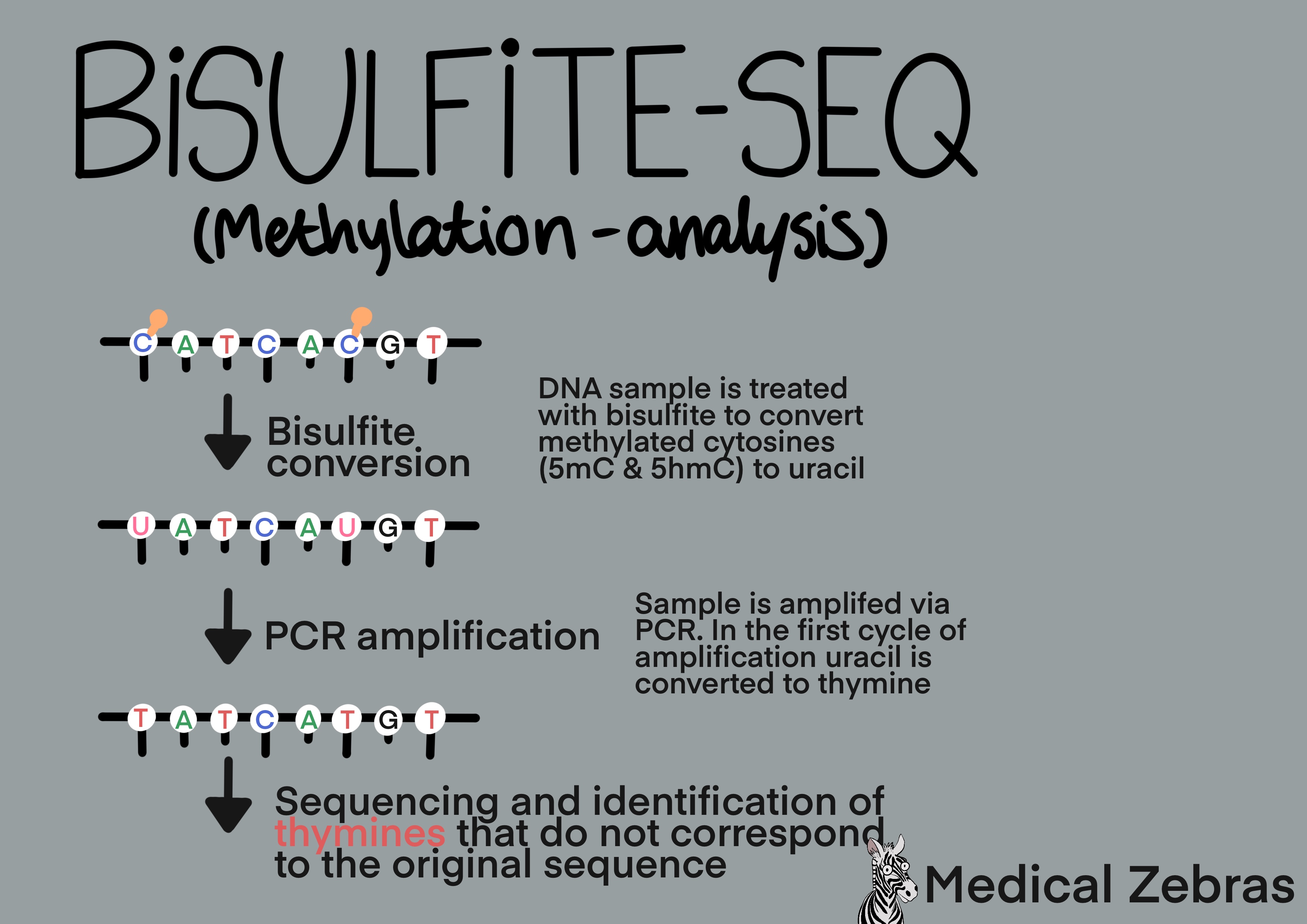 Bisulfite sequencing explained