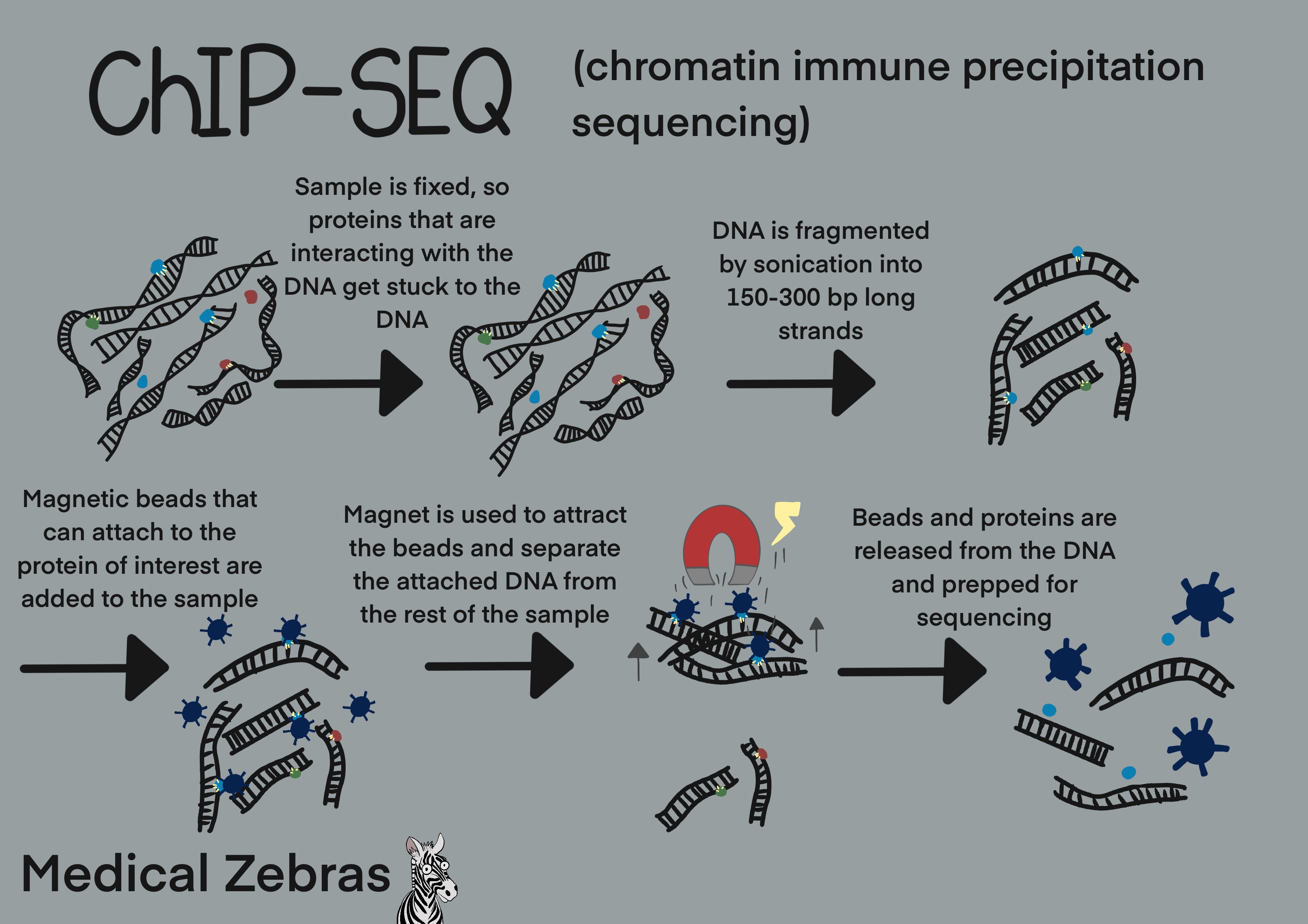 ChIP-seq explained