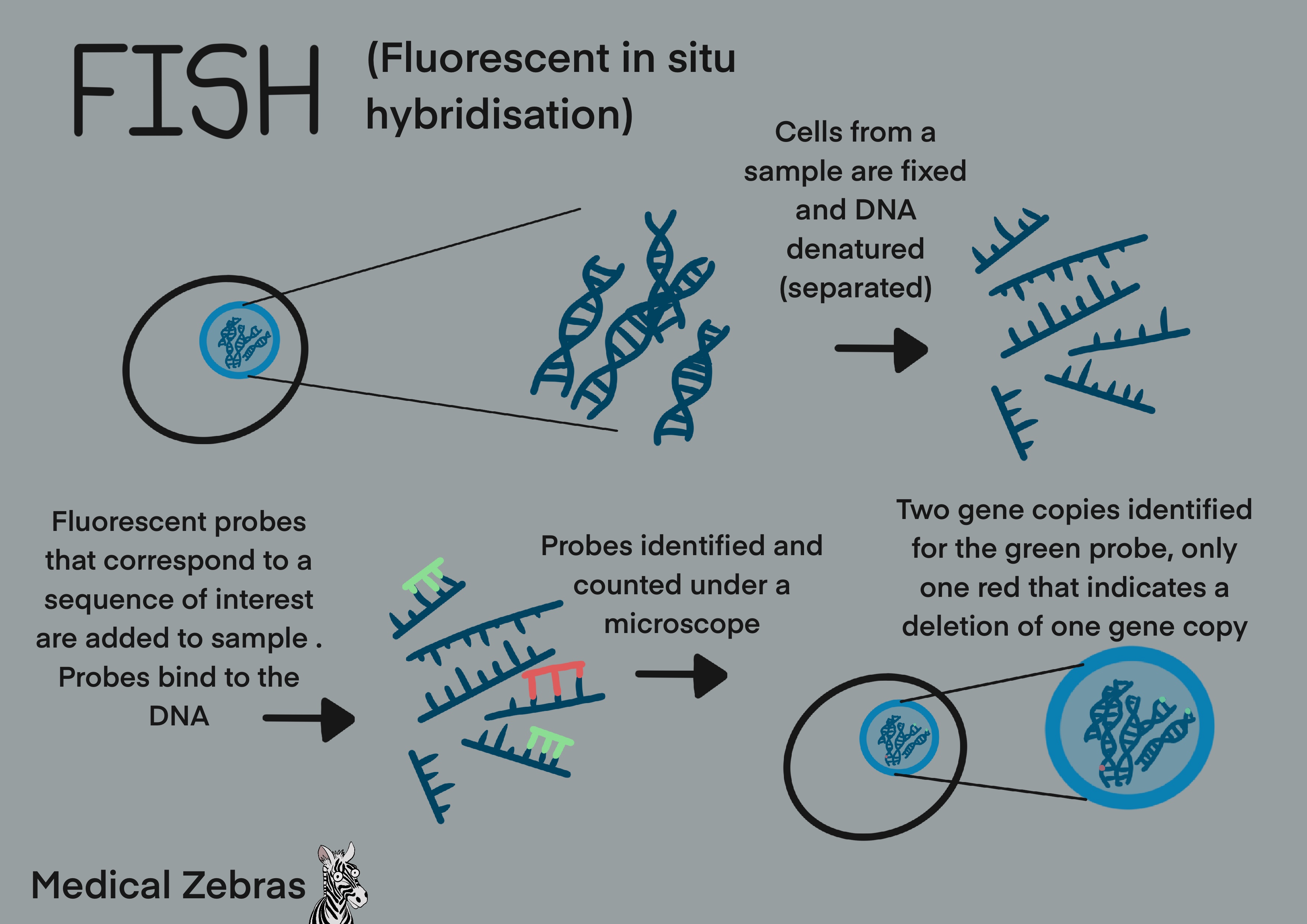 FISH genetic method explained