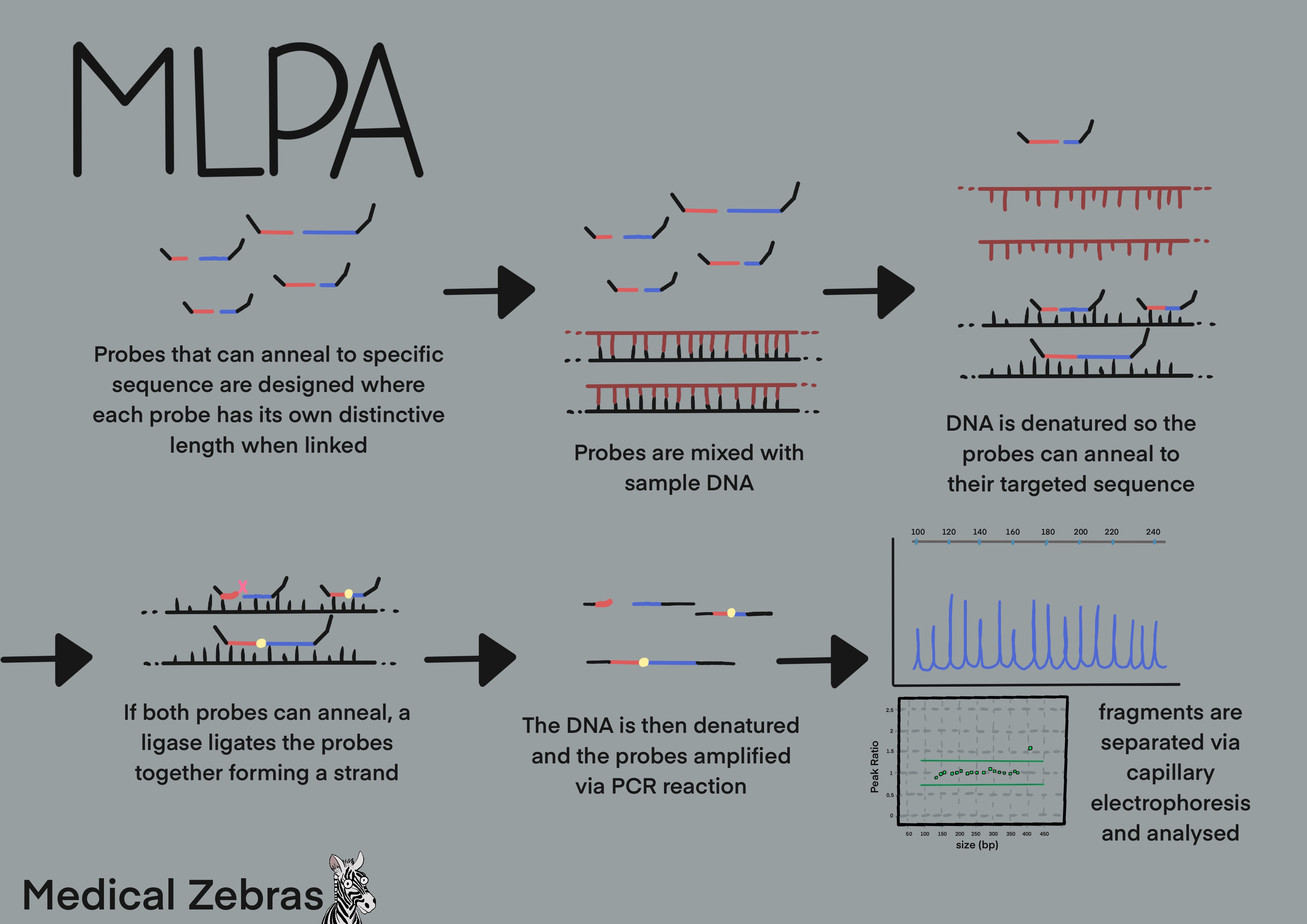 MLPA explained