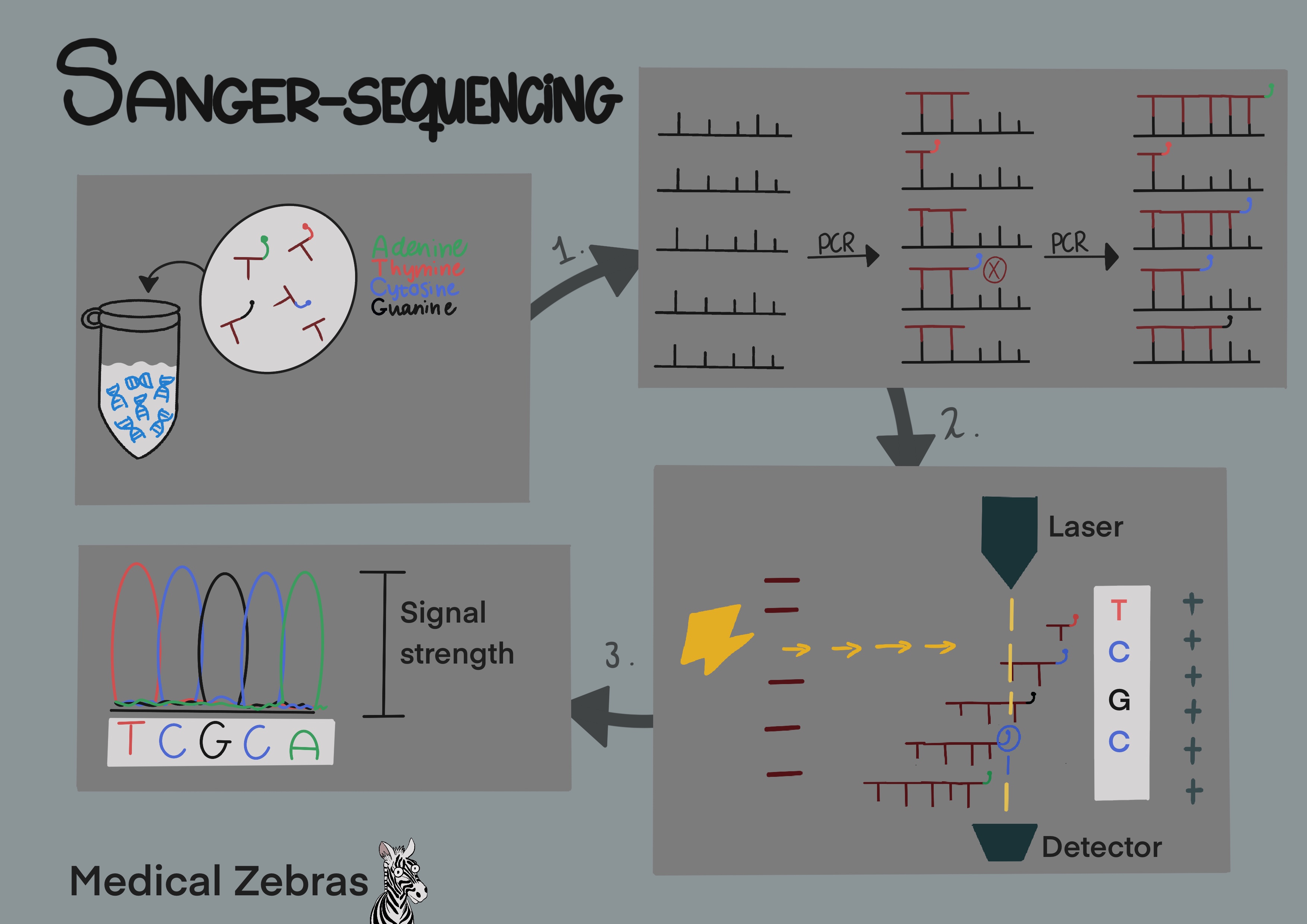 Sanger sequencing explained