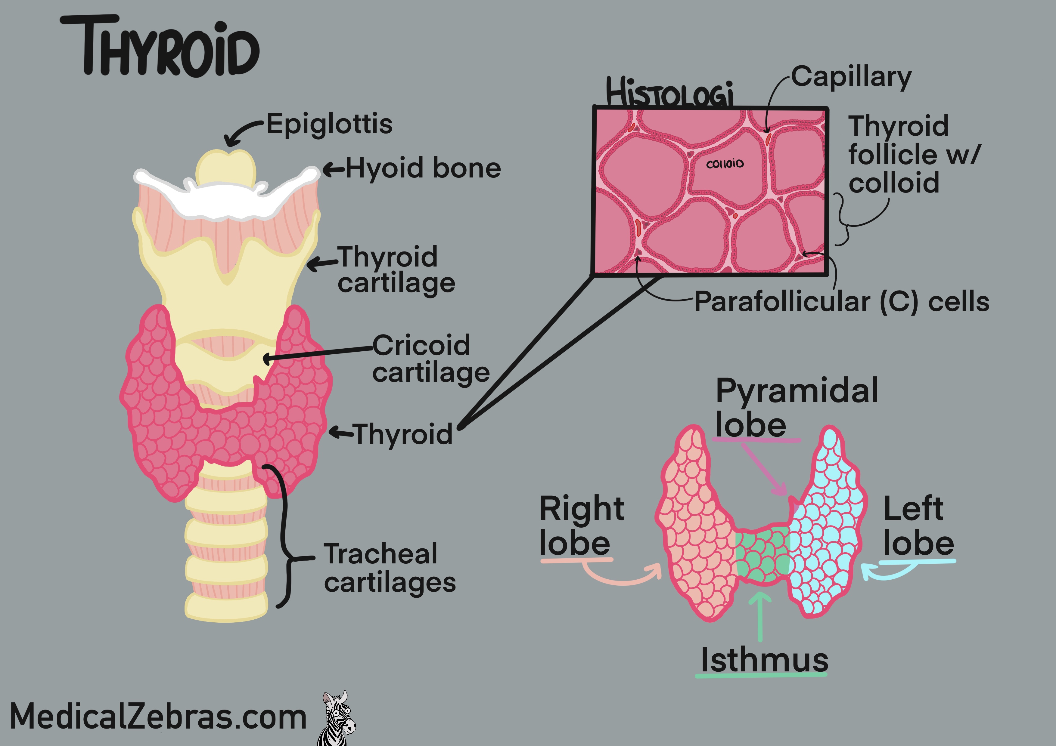 Thyroid anatomy