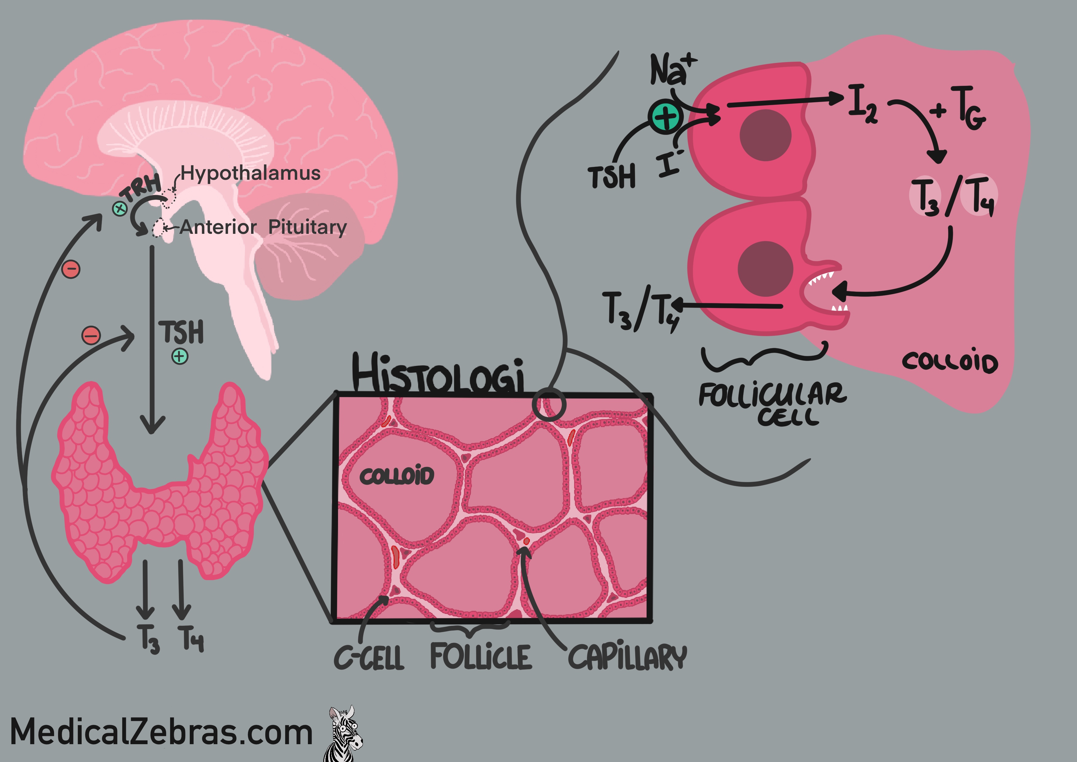 Thyroid anatomy