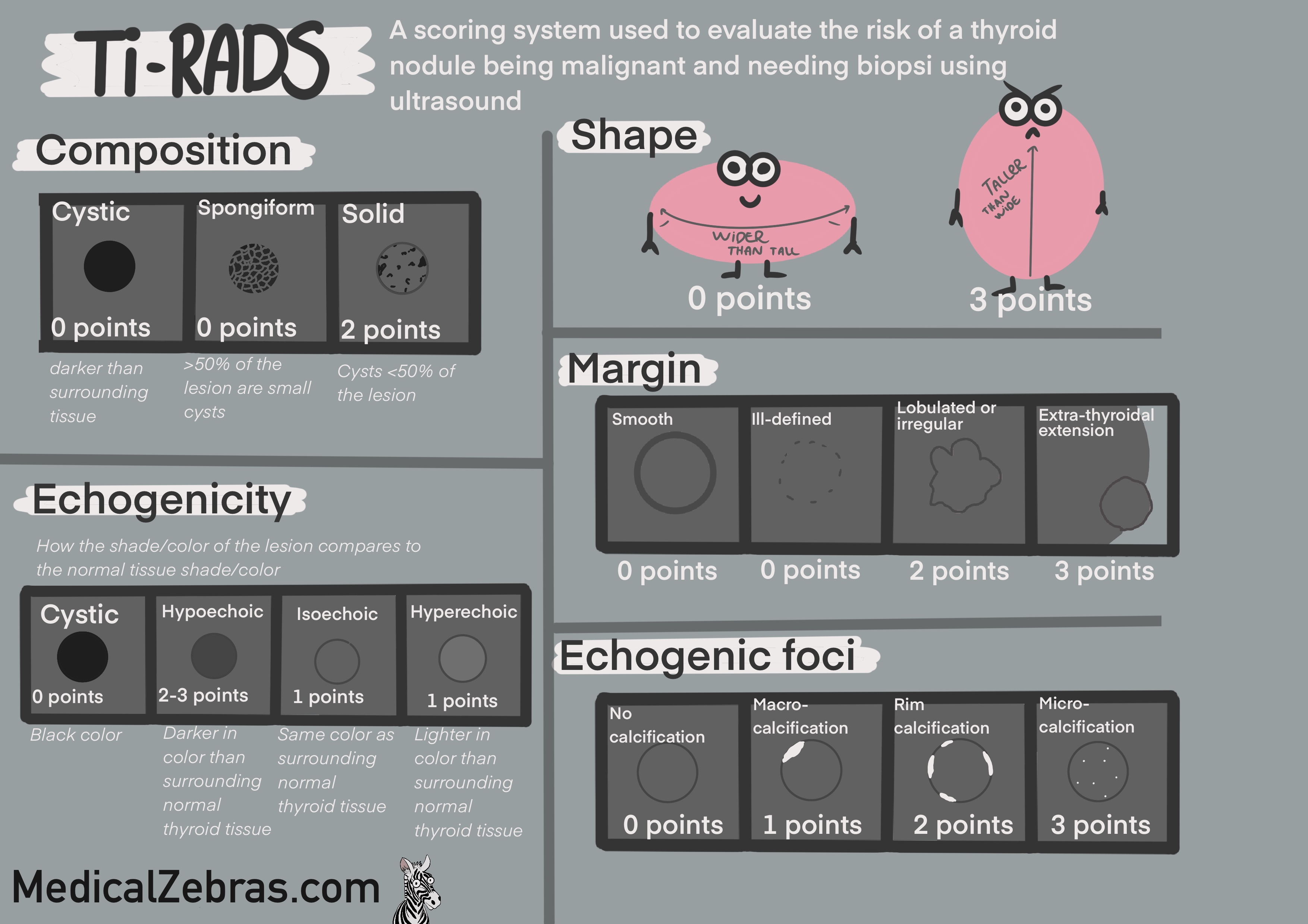 Thyroid anatomy