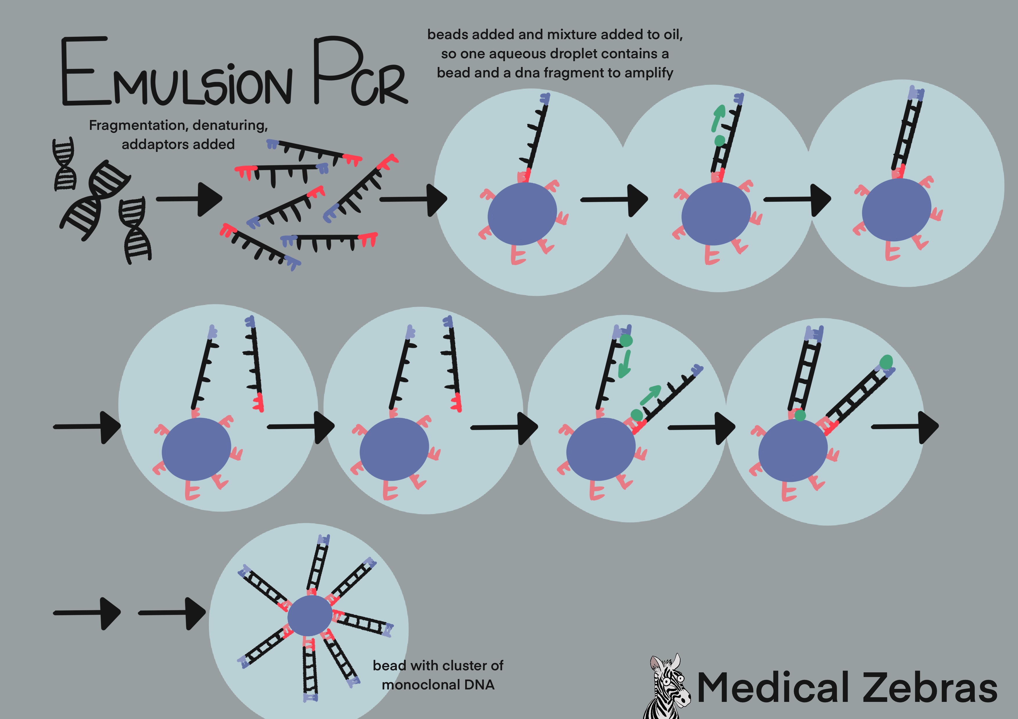 emulsion PCR