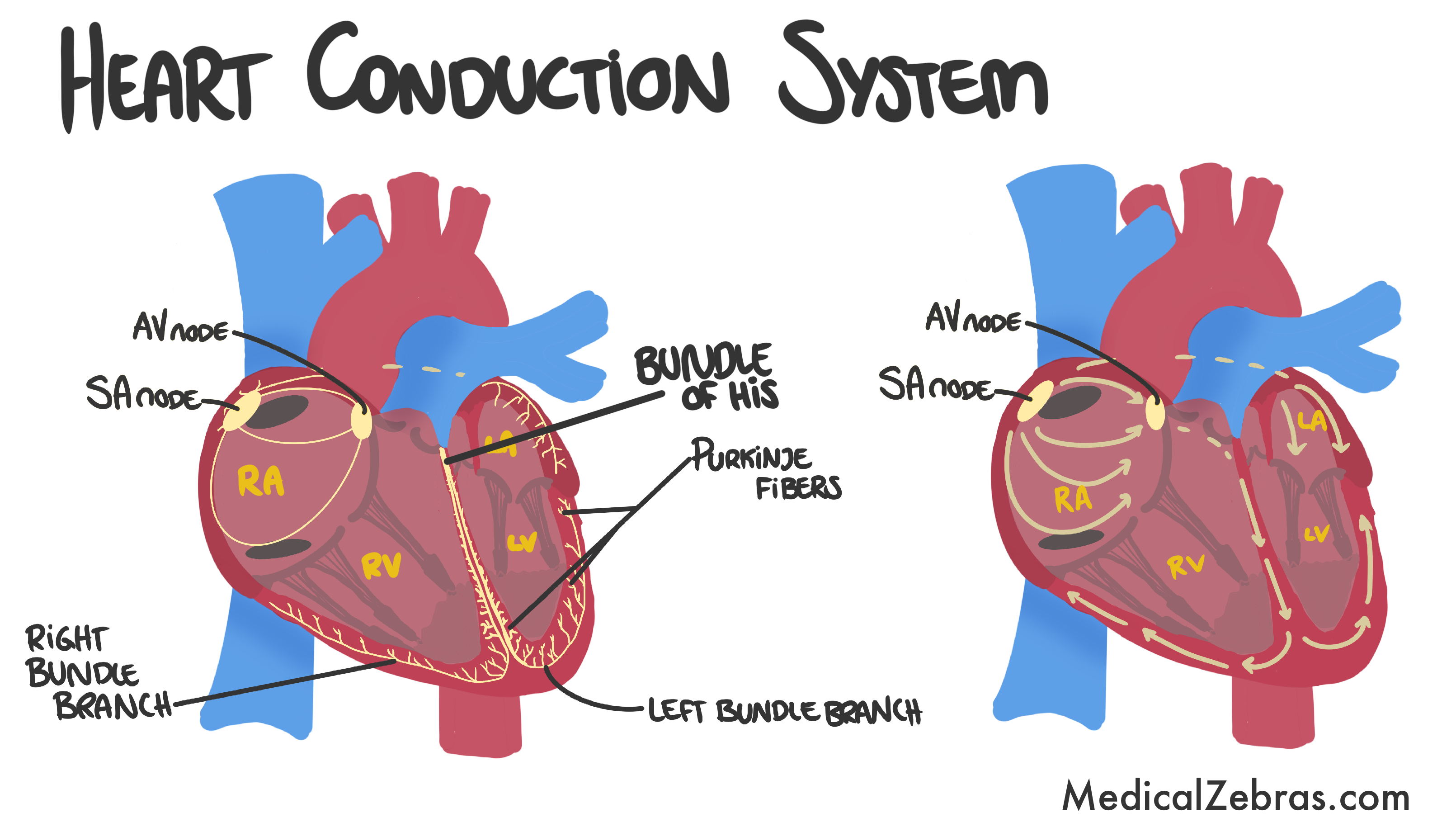 Heart histology