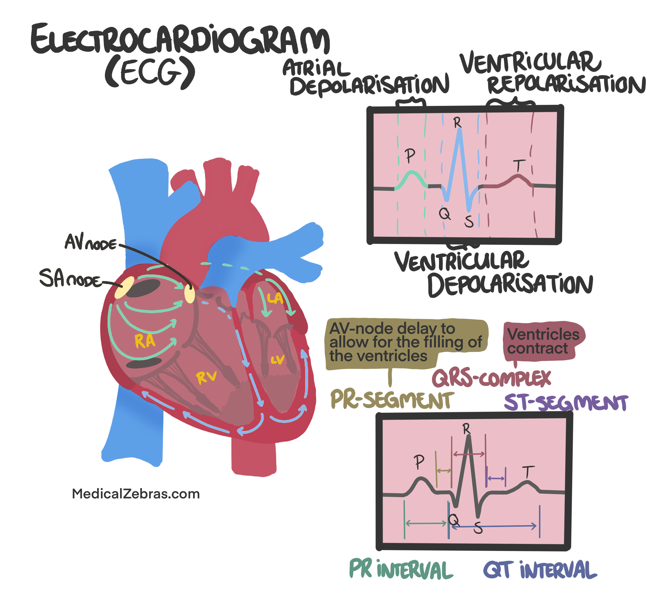 Heart histology