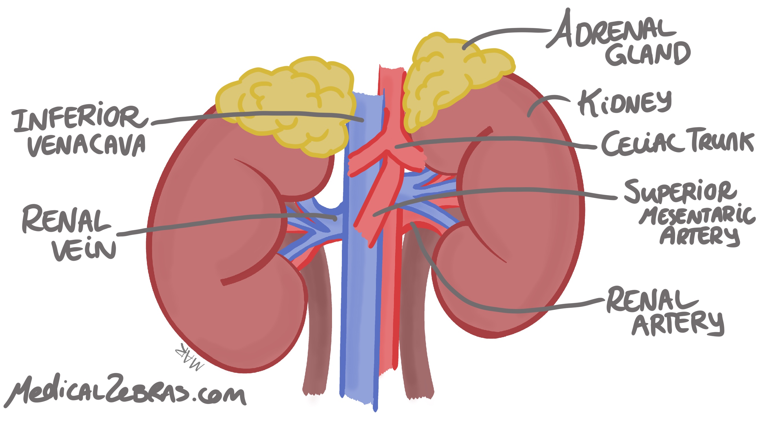 kidney anatomy