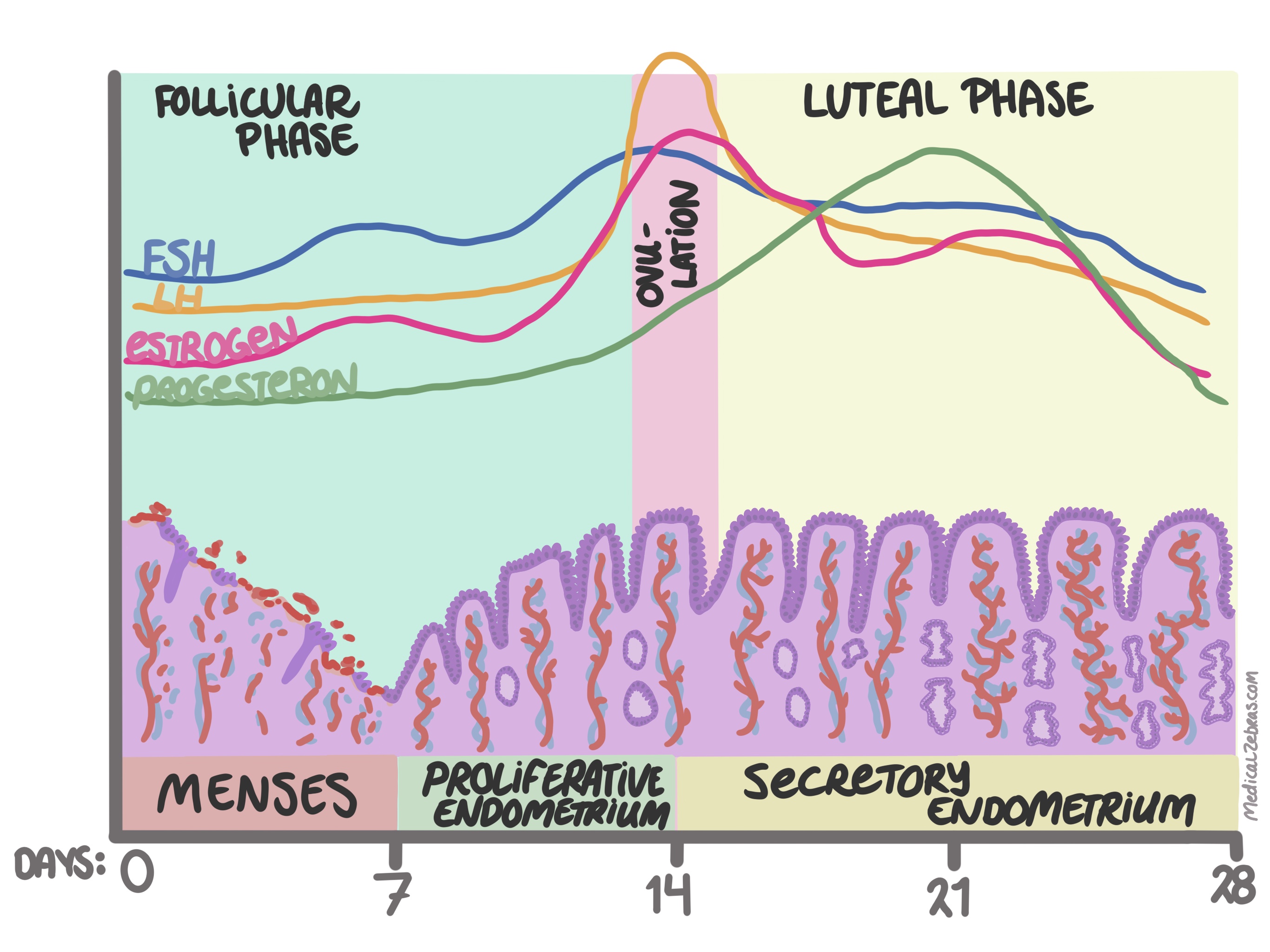 menstrual cycle and the endometrium